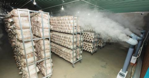 Tác dụng của việc lắp máy phun sương tạo ẩm cho nhà nuôi trồng nấm