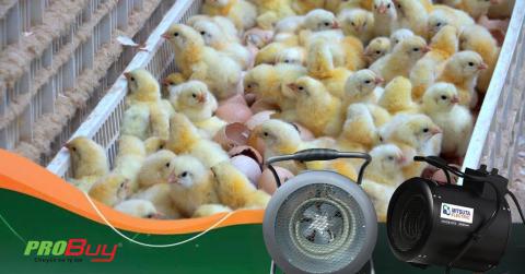 Giải pháp đột phá cho nuôi ấp trứng gia cầm bằng quạt thổi gió nóng Mitsuta EH‑09