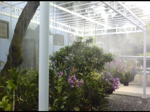 Hệ thống phun sương tạo độ ẩm cho vườn lan vào mùa hè