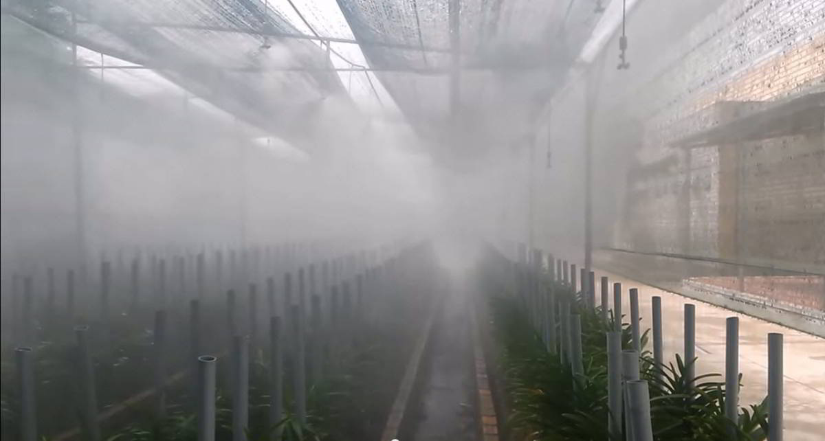 Hệ thống phun sương tạo độ ẩm cho vườn lan vào mùa hè